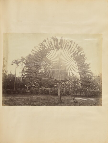 Unknown, [Traveler's palm tree]
