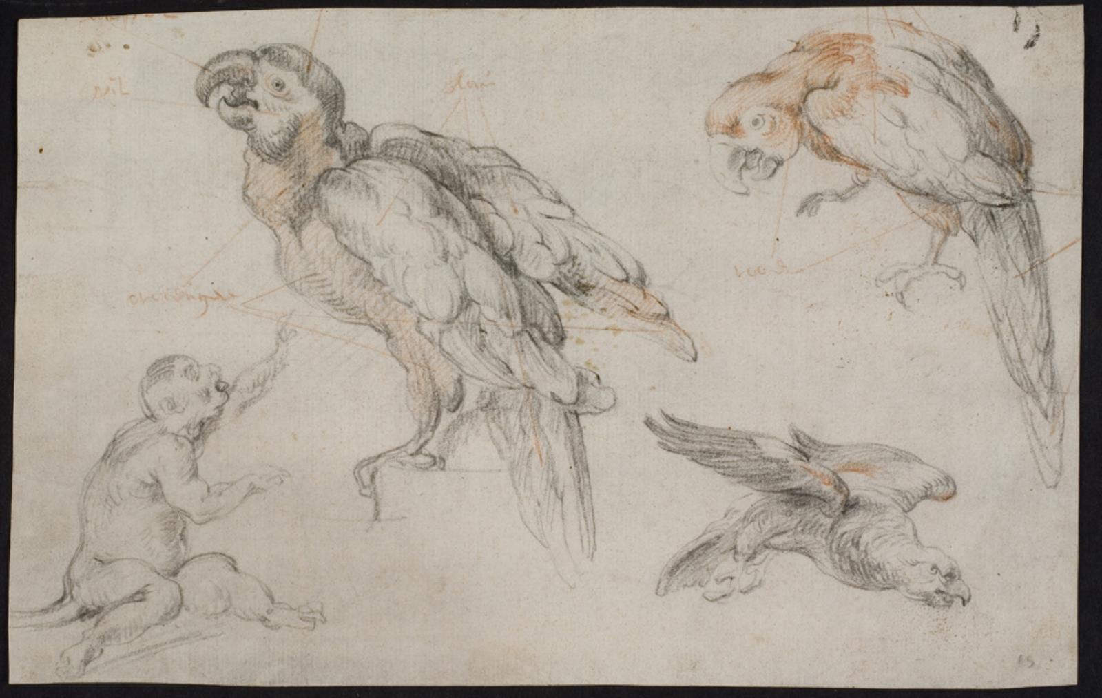 Peter Paul Rubens, Studieblad med papegøjer og abe