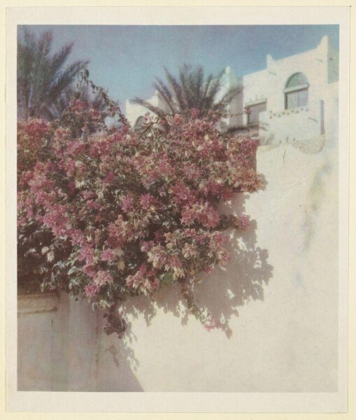 Warburg, Agnes Beatrice, Bougainvillea at Biskra