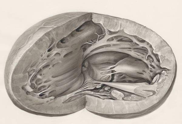 H.G Wetselaar, Heart