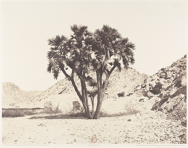 Félix Teynard, Environs de Fîleh, Palmier Doum sur la Rive Orientale du Nil
