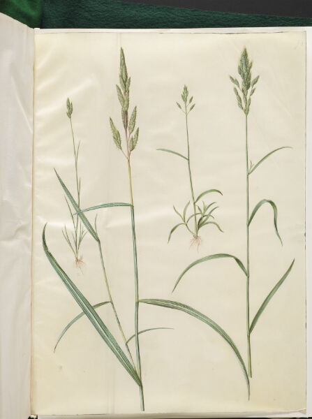 Hans Simon Holtzbecker, Bromus hordeaceus (blød hejre); Phalaris arundinacea (stribegræs)