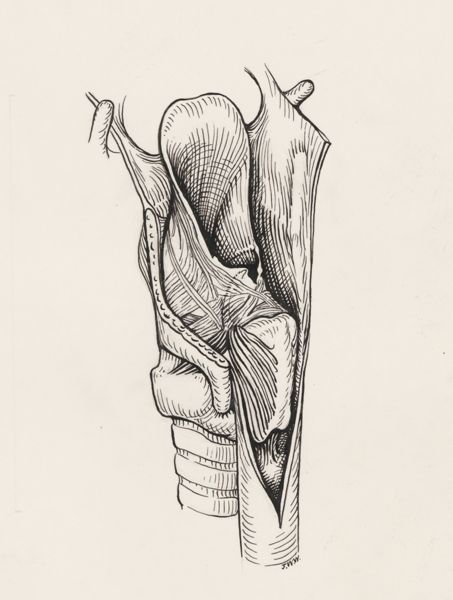 J Wetselaar-Whittaker, Esophagus