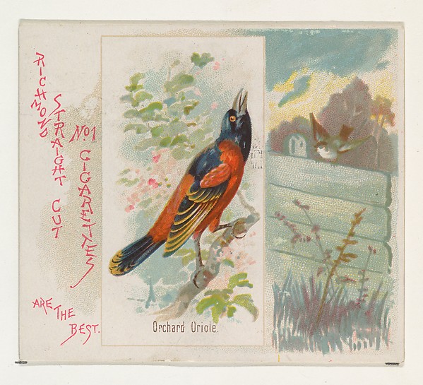Allen & Ginter, Orchard Oriole, from the Song Birds of the World series (N42) for Allen & Ginter Cigarettes