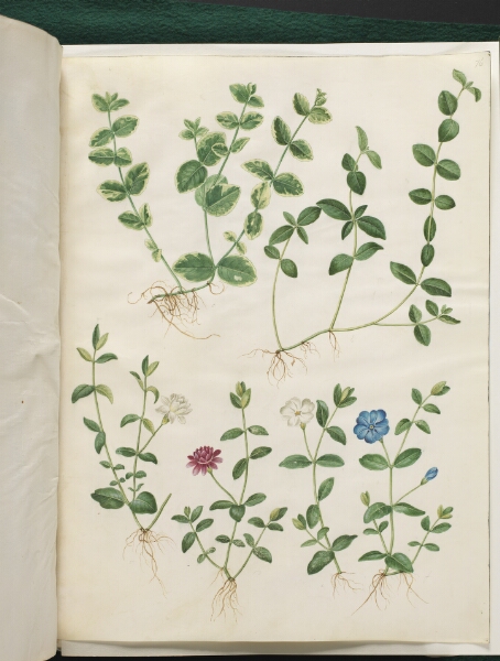 Hans Simon Holtzbecker, Vinca minor (liden singrøn)