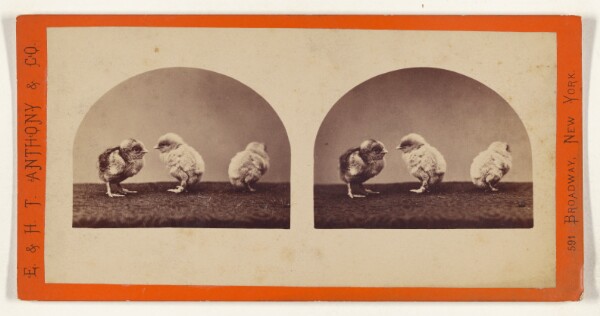 Edward and Henry T. Anthony & Co., [Three baby chicks]