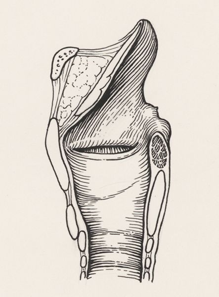 J Wetselaar-Whittaker, Esophagus