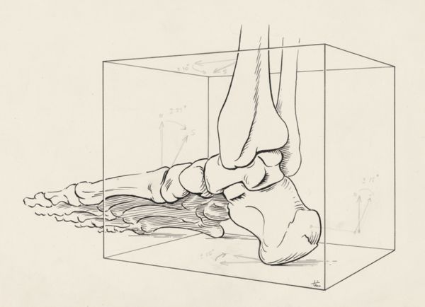 J Tinkelenberg, Musculoskeletal system of the foot