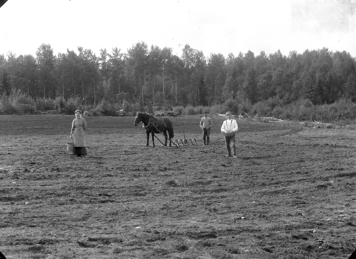 Gustaf Ferdinand Hallberg, Plöjning med häst, sådd, tre personer.