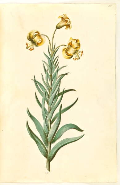 Hans Simon Holtzbecker, Lilium pyrenaicum (pyrenæisk lilje)