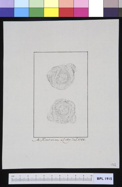 M Houtman, Bone: cross section