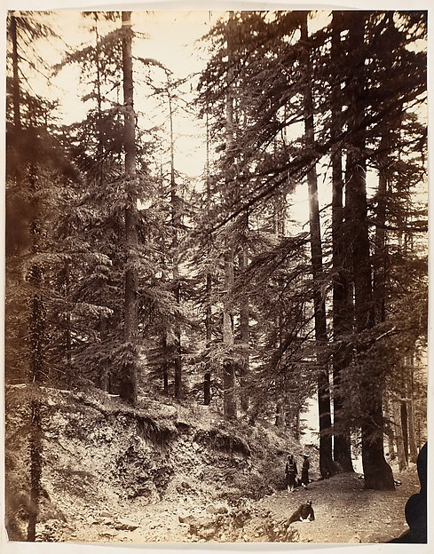 Unknown, [Deodars at Annandale, Simla]