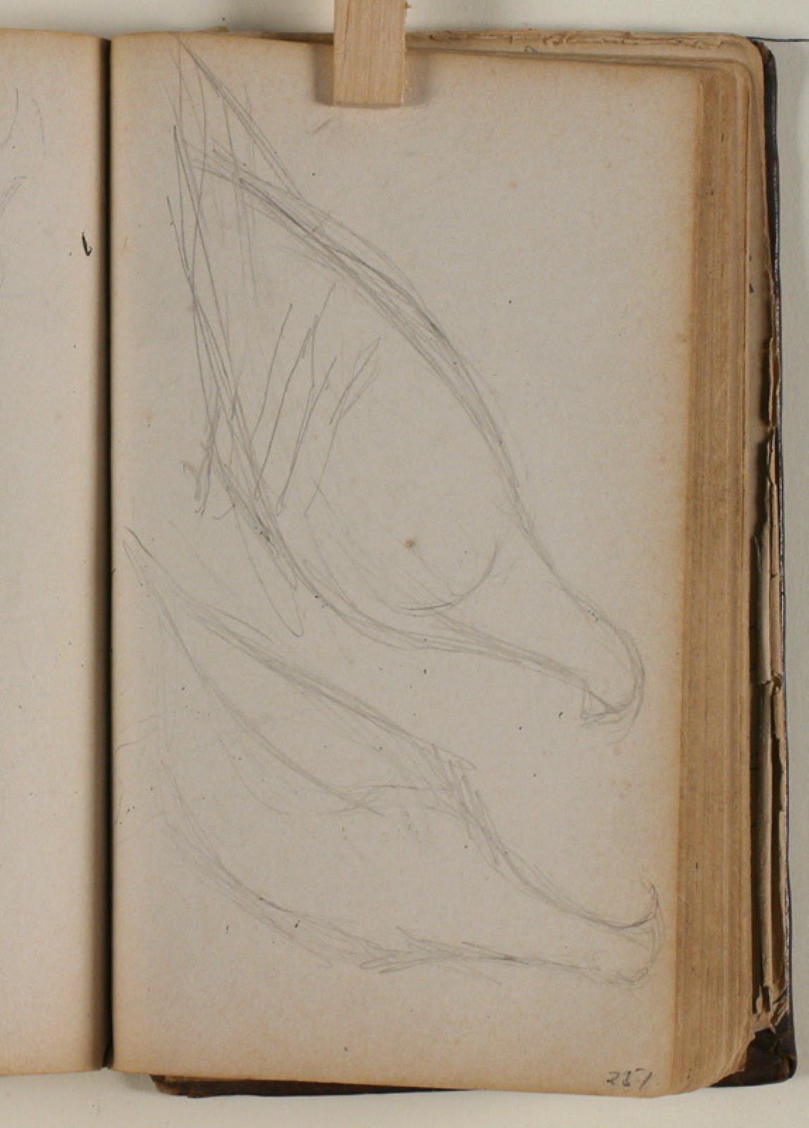 Niels Larsen Stevns, Studier af duer