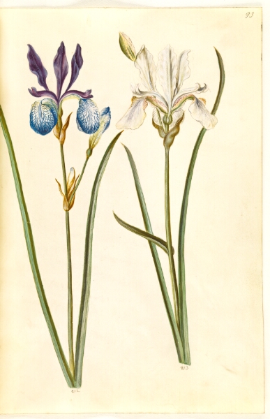 Hans Simon Holtzbecker, Iris sibirica (sibirisk iris)