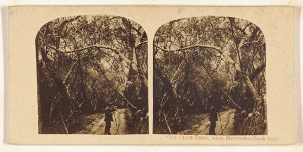 Giorgio Sommer, Old Olive Trees, Near Mentone - North Italy.