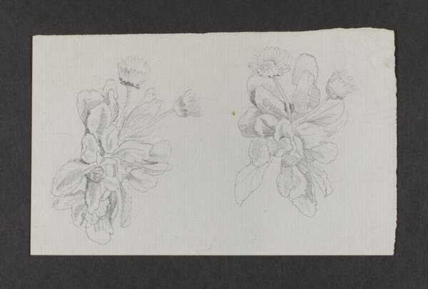 Potter, Beatrix, drawing