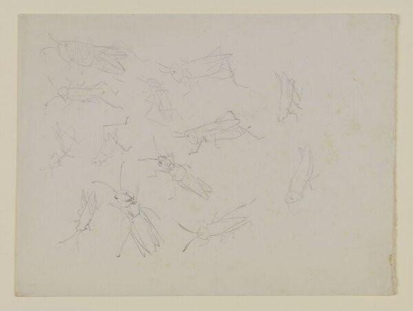 Potter, Beatrix, drawing