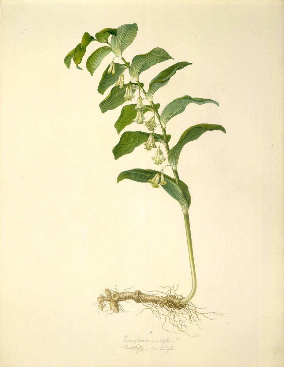 AugustRokert, Convallaria multiflora L - Vielblütige Weißwurz