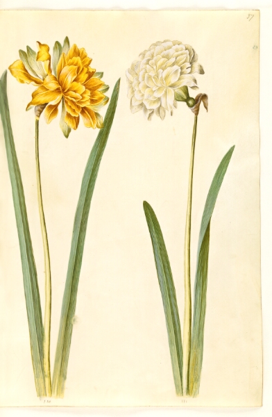Hans Simon Holtzbecker, Narcissus pseudonarcissus (påskelilje)