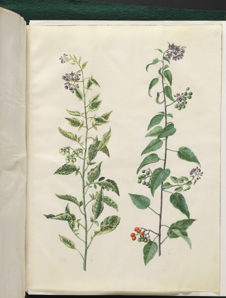 Hans Simon Holtzbecker, Solanum dulcamara (bittersød natskygge)