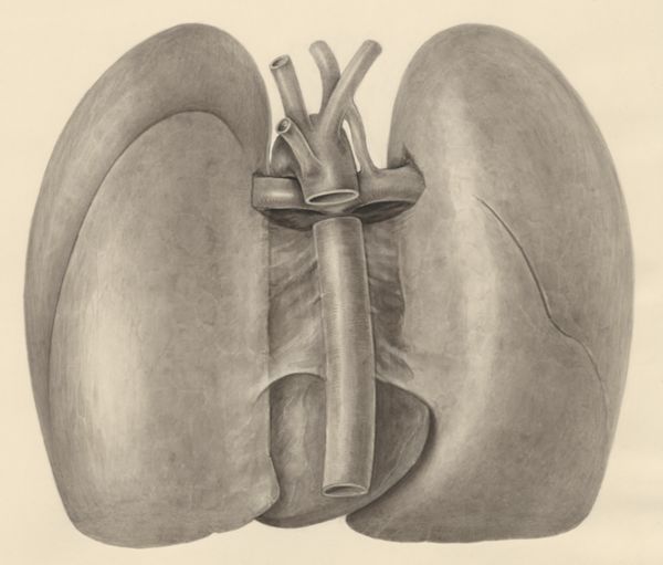 H.G Wetselaar, Heart and adjacent organs
