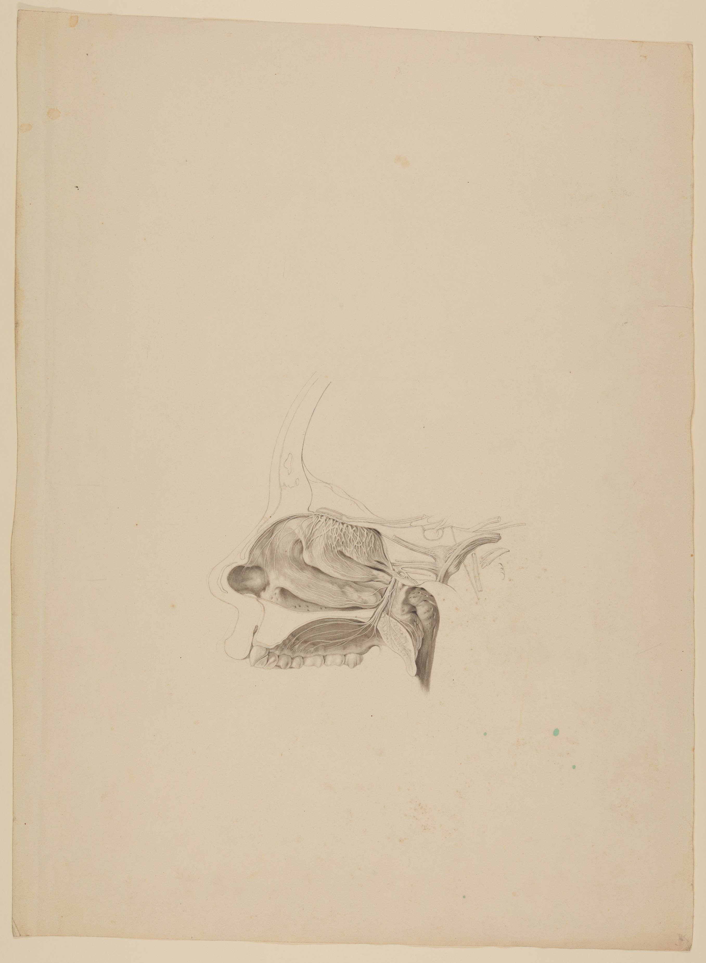 Christian Koeck, Nervengeflechte der Riechschleimhaut [Vorzeichnung zu Samuel Thomas Soemmerring, Abbildungen der menschlichen Organe des Geruchs, Frankfurt am Main 1809, Tafel 3, Fig. 1 ("schattierte" Darstellung)]