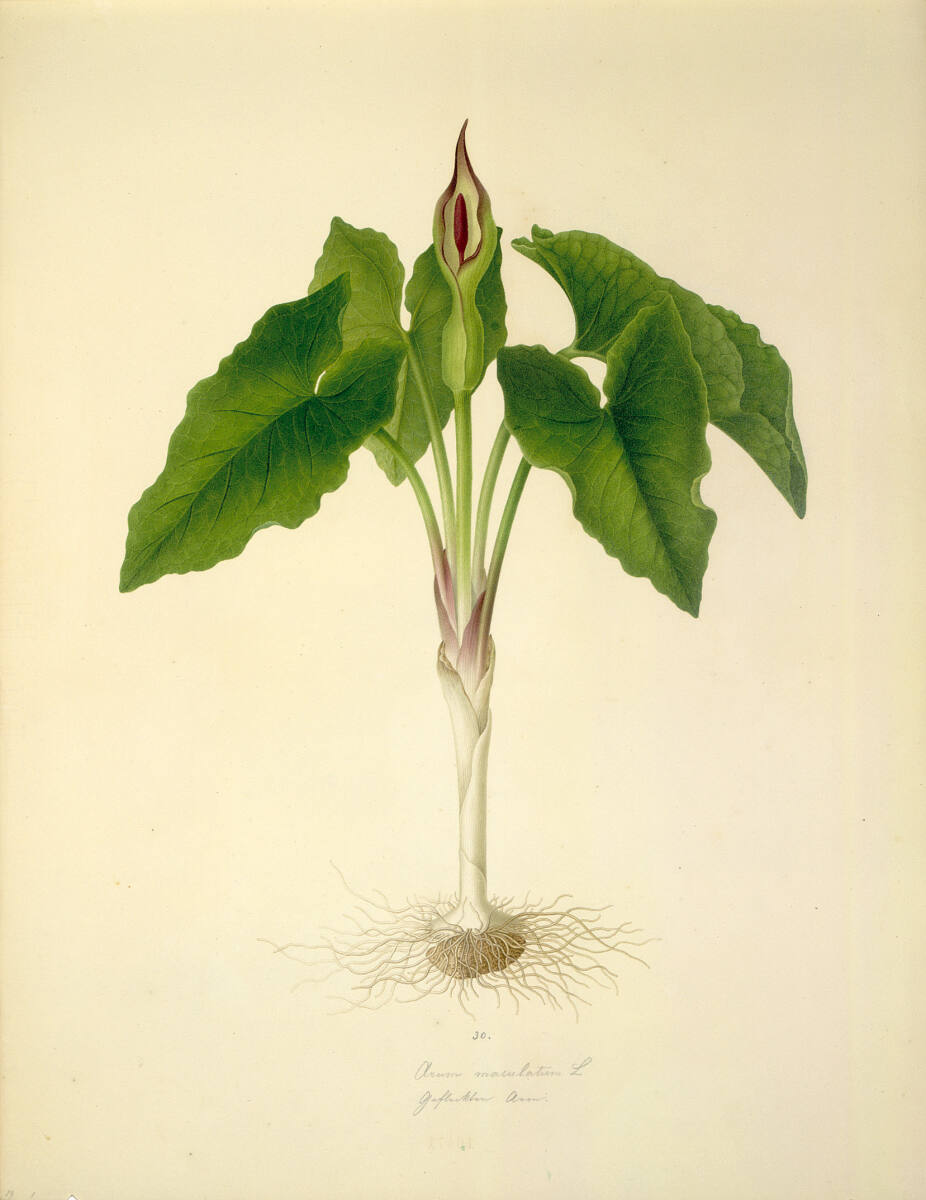 AugustRokert, Arum maculatum L - Gefleckter Aronstab