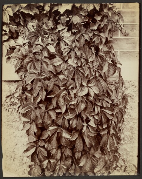 Eugène Atget, Vigne vierge