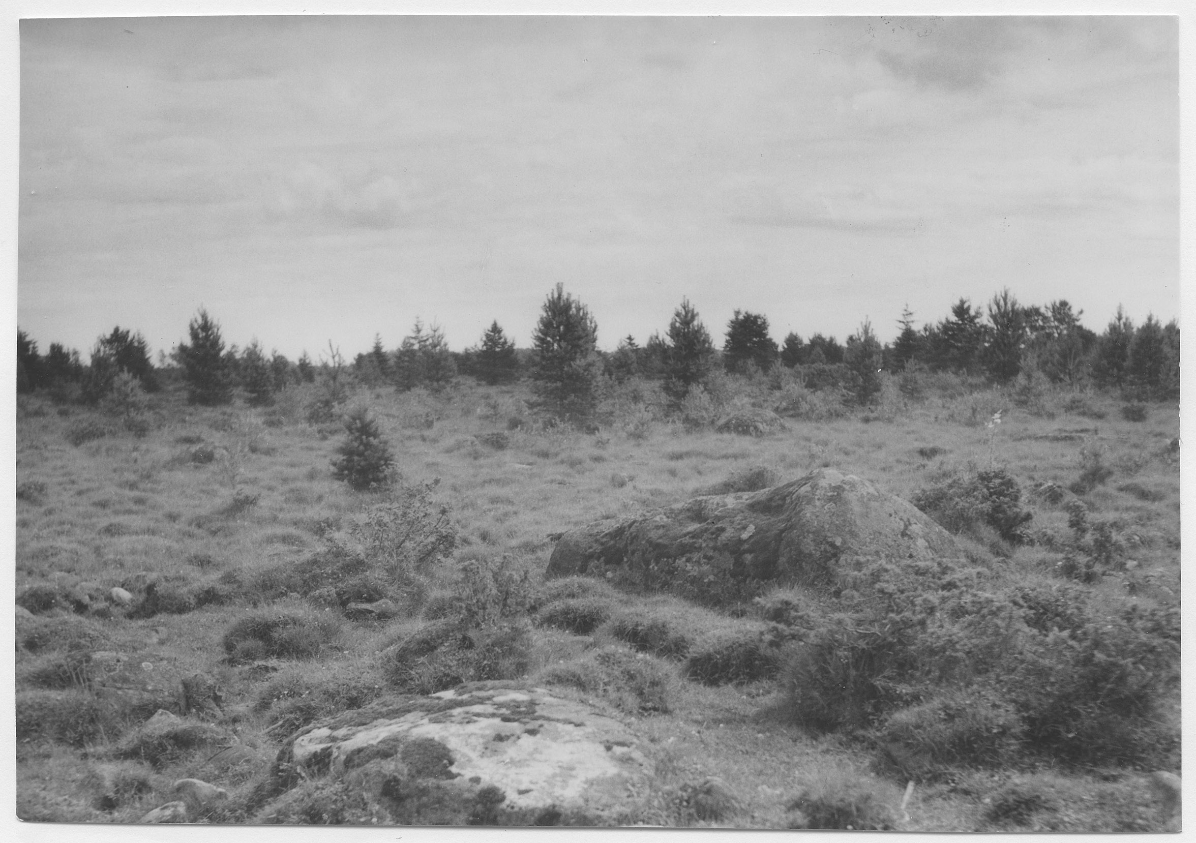 Mårten Sjöbeck, Stora Risa, betesmark