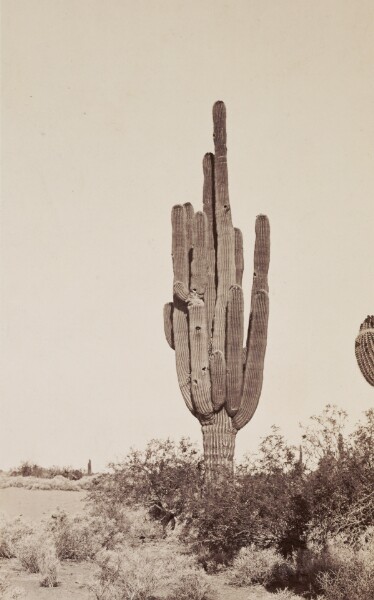 Carleton Watkins, [Cactus]