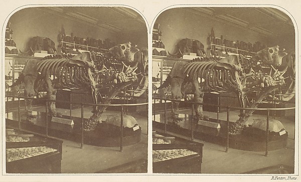 Roger Fenton, The Megatherium, British Museum