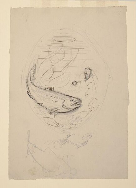 Potter, Beatrix, drawing