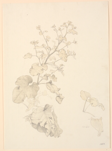 P.C. Skovgaard, Skræppeplanter.