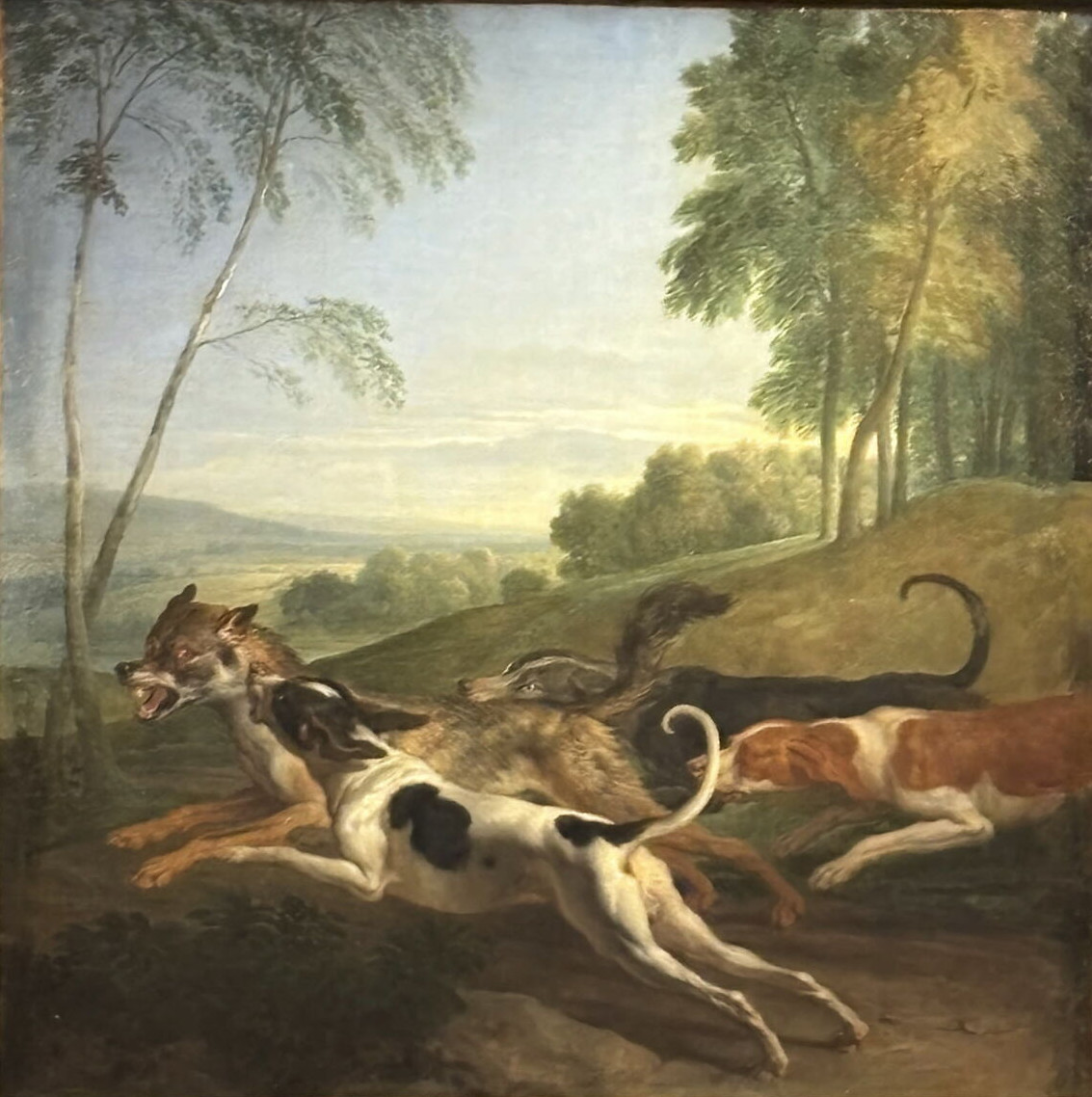 Alexandre-François Desportes, Chien poursuivant un loup