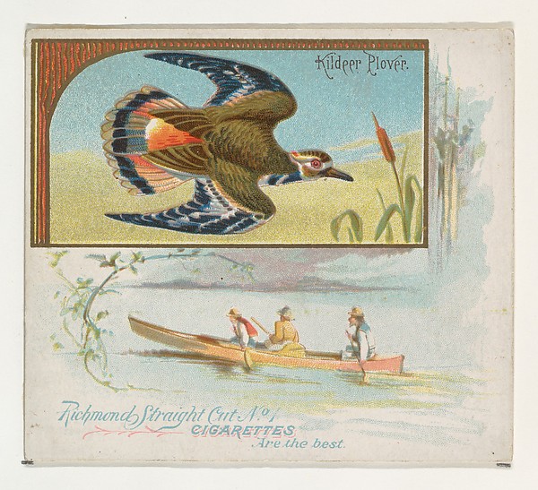 Allen & Ginter, Kildeer Plover, from the Game Birds series (N40) for Allen & Ginter Cigarettes