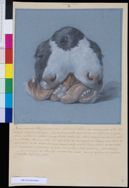 A Bonn, Animals: double-headed calf