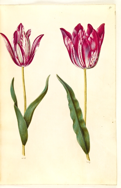 Hans Simon Holtzbecker, Tulipa gesneriana (have-tulipan)