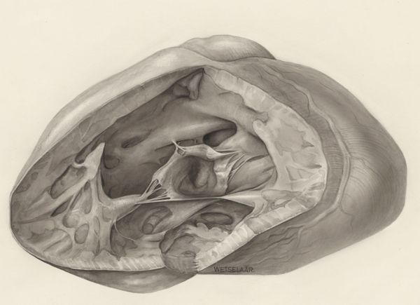 H.G Wetselaar, Heart