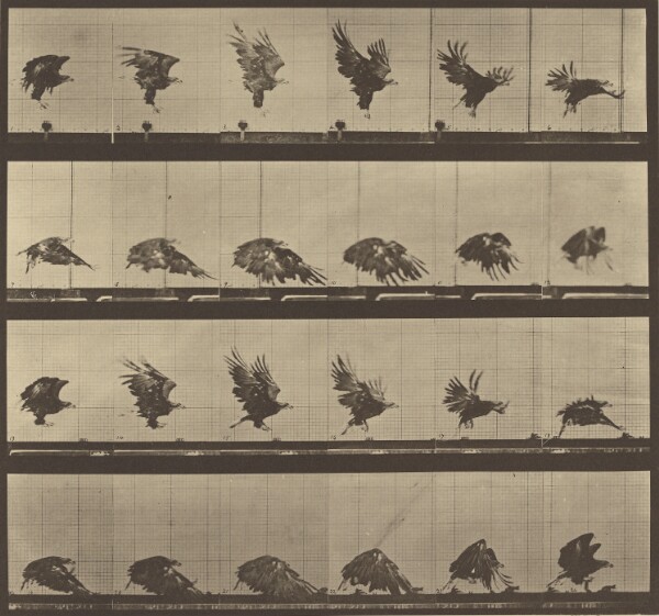 Eadweard J. Muybridge, Animal Locomotion