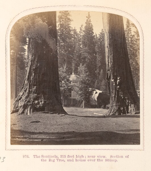 Thomas Houseworth, [View of the Sentinels, Calaveras Big Trees State Park]