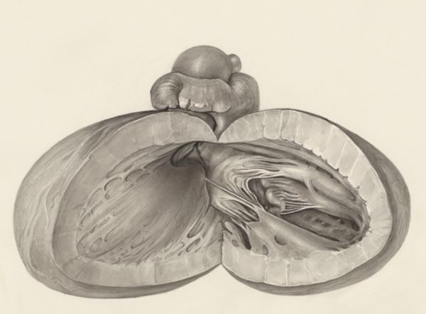 H.G Wetselaar, Heart