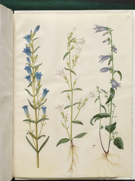 Hans Simon Holtzbecker, Gentiana pneumonanthe (klokke-ensian); Campanula patula (eng-klokke); Campanula rapunculoides (ensidig klokke)