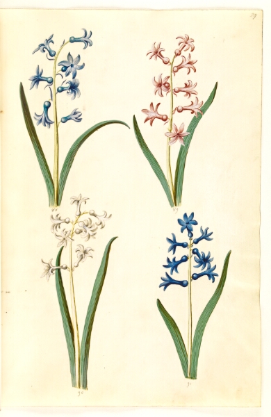 Hans Simon Holtzbecker, Hyacinthus orientalis (almindelig hyacint)