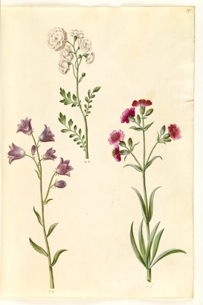 Hans Simon Holtzbecker, Cardamine pratensis (engkarse); Campanula rotundifolia (?) (liden klokke); Silene vulgaris (?) (blæresmelde)