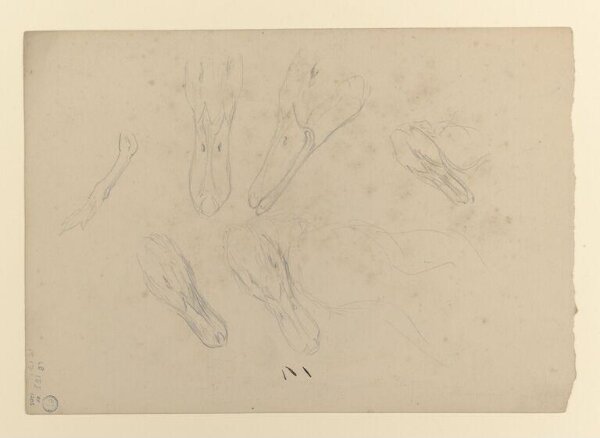 Potter, Beatrix, drawing