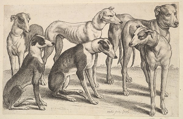 Wenceslaus Hollar, Six Hounds