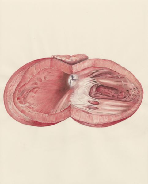 H.G Wetselaar, Heart