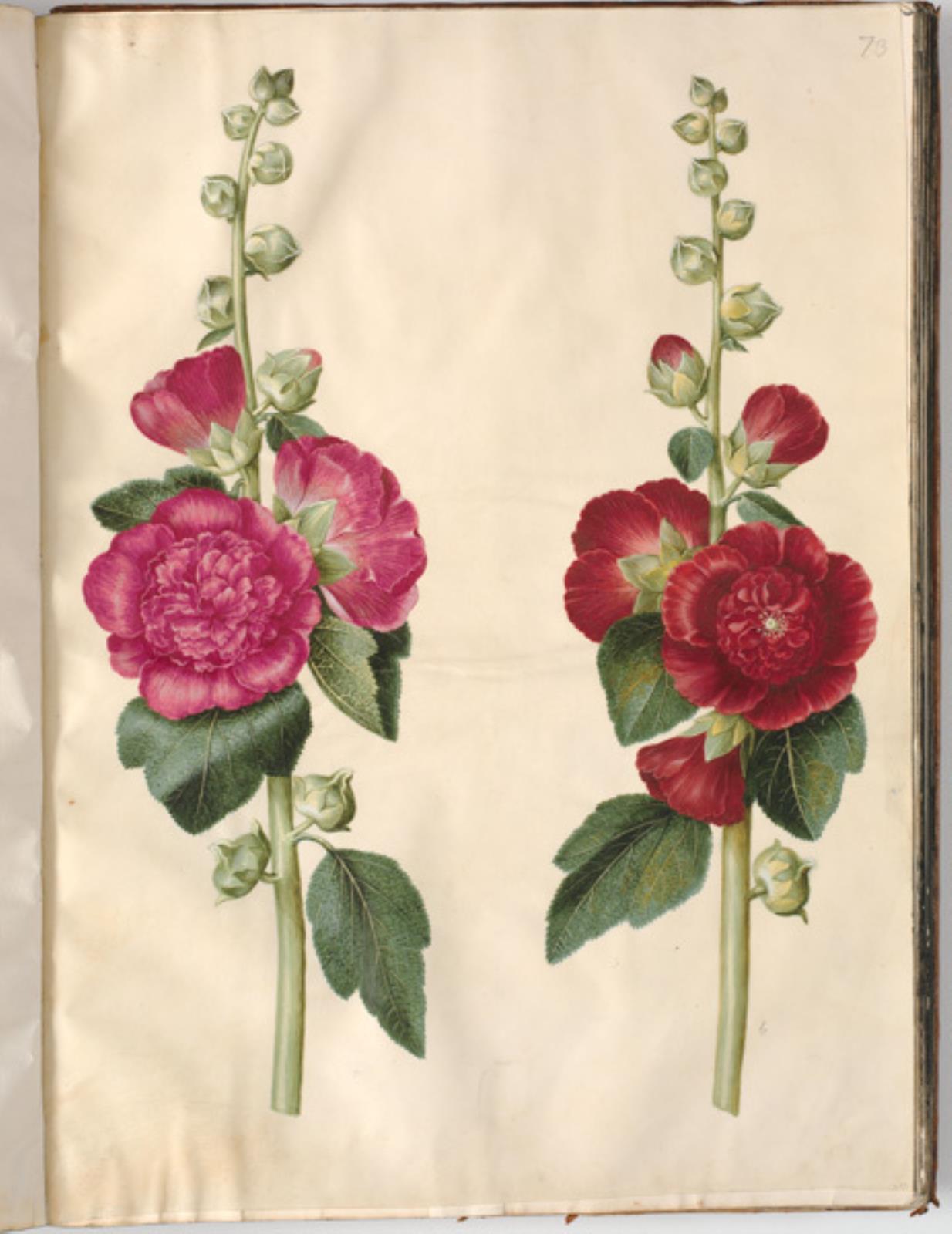 Hans Simon Holtzbecker, Alcea rosea (have-stokrose)