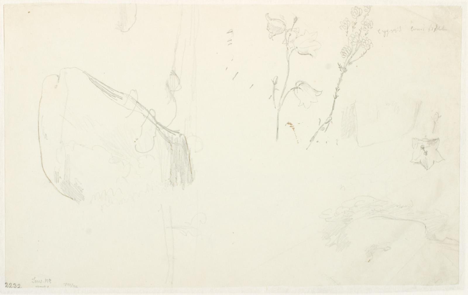 Dankvart Dreyer, Plantestudier o.a.