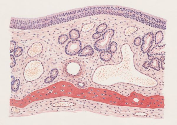 J Tinkelenberg, Sections of the nasal mucous membrane